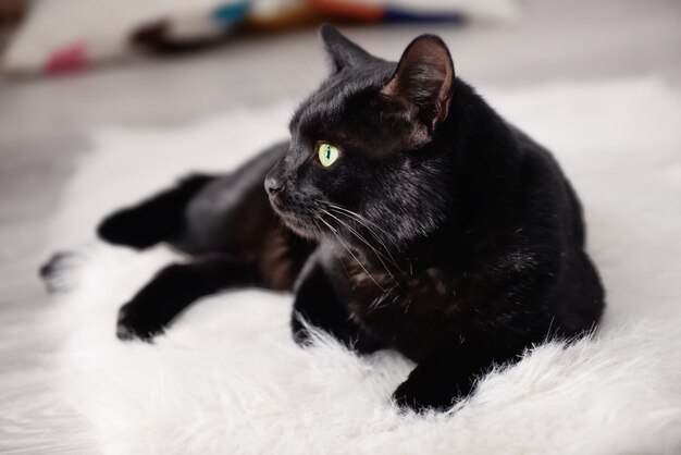 家で格子縞の上に横たわるかわいい黒猫 プレミアム写真