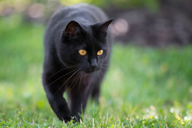 Premium Photo | Cute black cat walking closeup