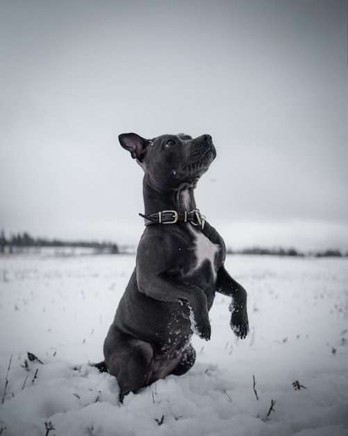 Free Photo | Cute black dog hanging out in the snow