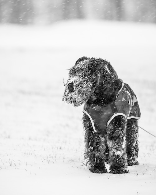 雪の中で遊ぶかわいい黒国産シュヌードル犬 無料の写真