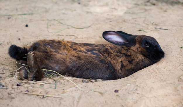 地面に穴を掘るかわいい黒い小人うさぎ プレミアム写真