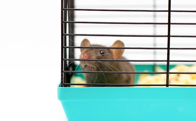 Premium Photo | Cute black pet rat in cage