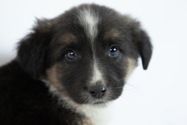 Free Photo | Cute black and white puppy
