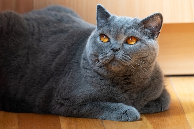 家で休んでいるかわいいブリティッシュショートヘアの猫 プレミアム写真