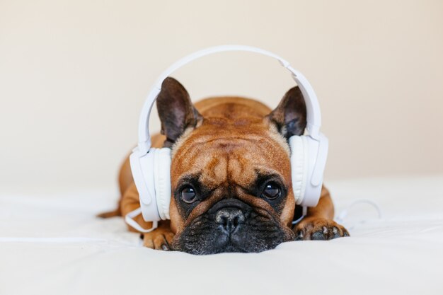 funny dog music