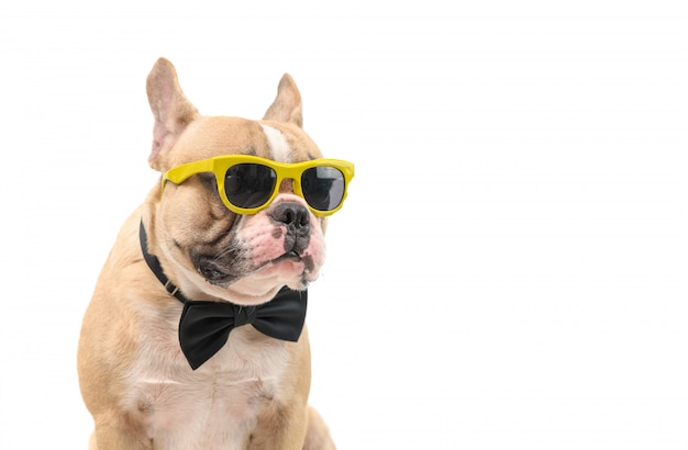 french bulldog wearing sunglasses