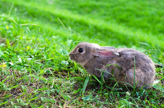 Premium Photo | Cute bunny rabbit on the grass.