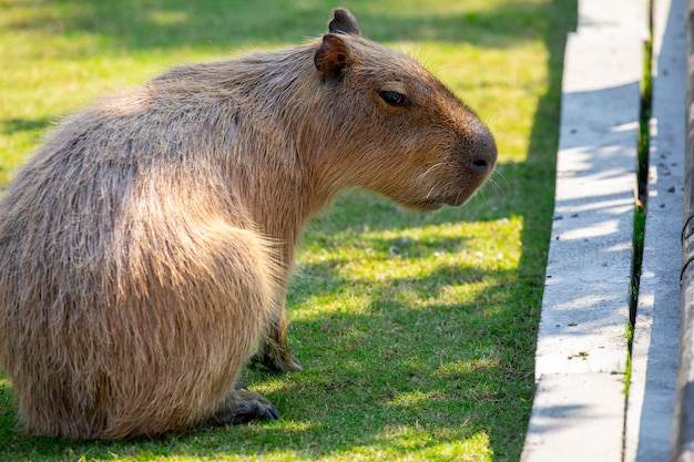 200+ Capybara Pictures | Page 2