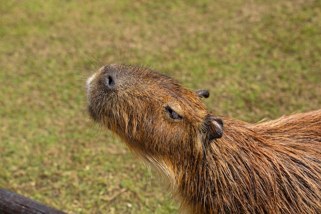 Premium Photo | The cute capybara in the farm is eating