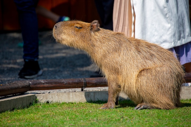 Premium Photo | The cute capybara in the farm is eating