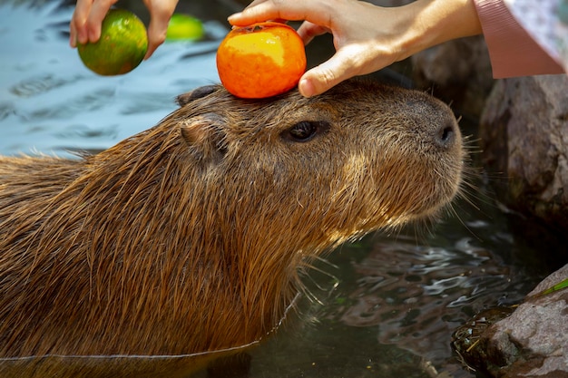 Premium Photo | The cute capybara in the farm is taking a bath