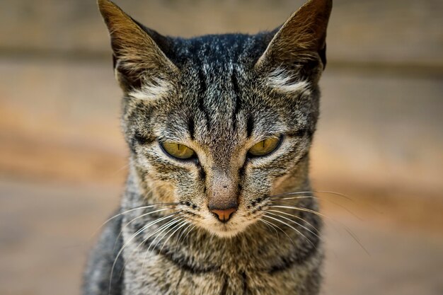 Premium Photo | Cute cat is at home