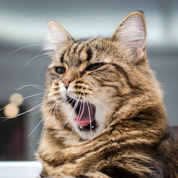 Premium Photo | Cute cat opened her mouth and yawns