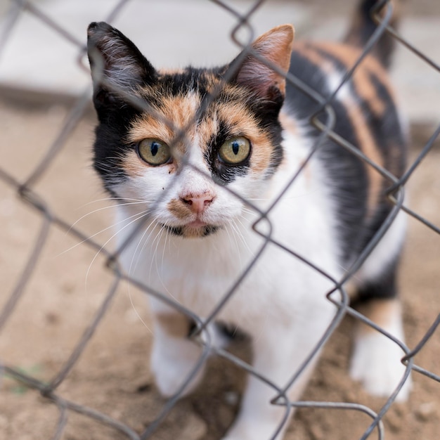 フェンスの後ろに屋外のかわいい猫 無料の写真