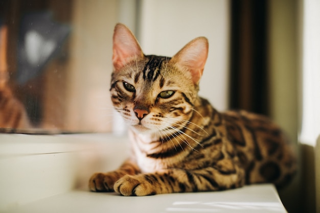 猫の窓のベッドに横たわっているかわいいチャコールベンガル猫と 部屋を見ている長老の金のベンガル猫 窓の上の猫のための日当たりの良い席 プレミアム写真