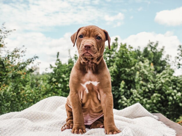 Cute Charming Puppy Sitting On A Soft Rug