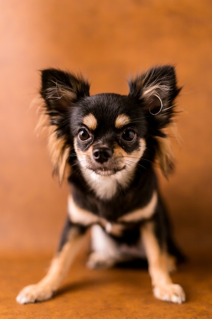 cute chihuahua