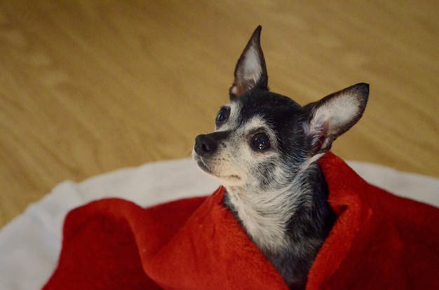 赤い毛布で覆われた悲しい目でかわいいチワワ犬 無料の写真