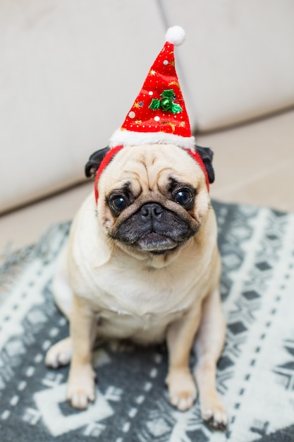 赤いサンタの帽子をかぶったかわいいクリスマスパグ子犬犬 無料の写真