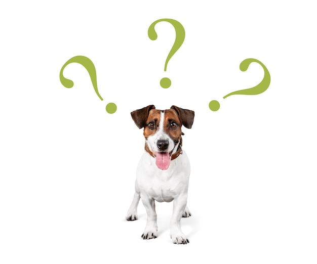 Premium Photo | Cute confused little dog with question marks