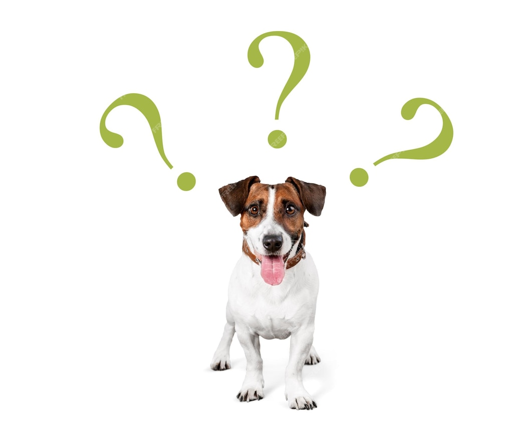 Premium Photo | Cute confused little dog with question marks