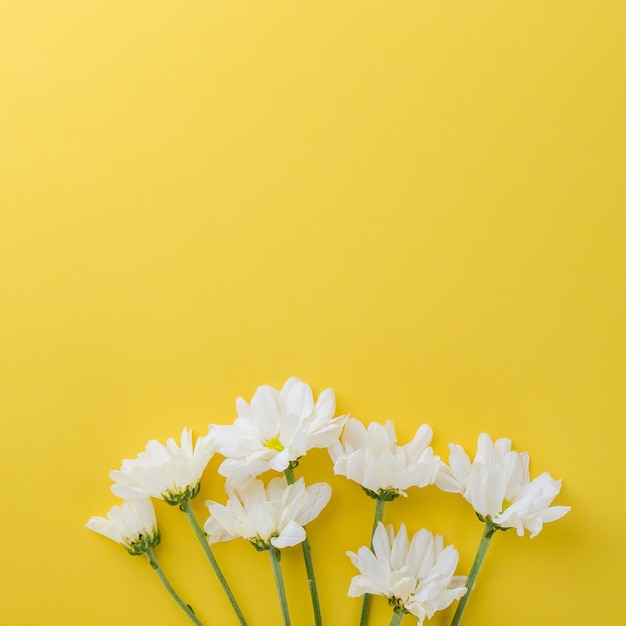 Cute daisy flowers on yellow background with space Photo | Premium Download