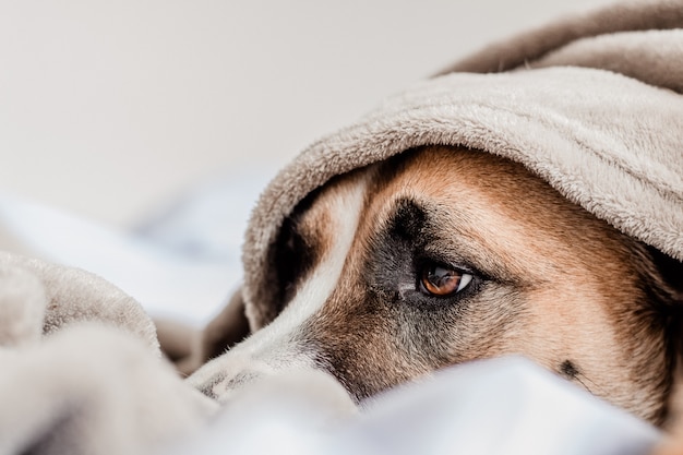 Premium Photo | Cute dog on bed laying under a blanket