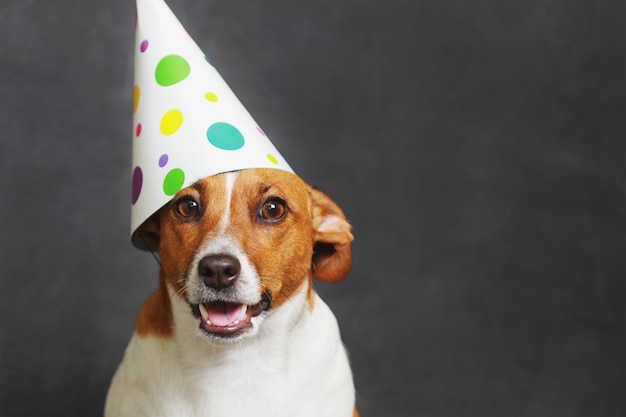 Premium Photo | Cute dog in carnival party hat