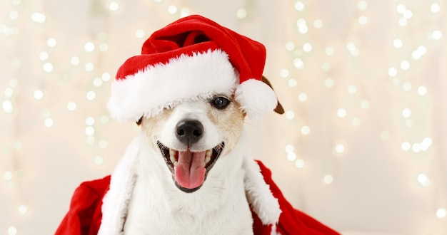 Premium Photo | Cute dog in costume for christmas celebration