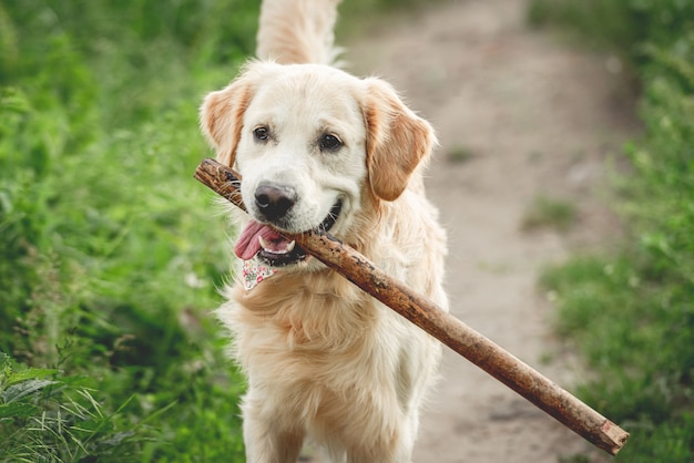 Premium Photo | Cute dog running with stick