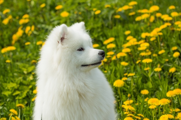 Premium Photo | Cute dog samoyed puppy in profile