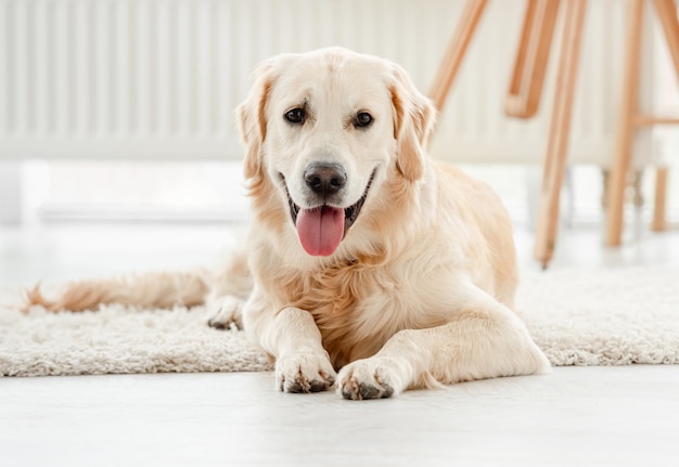 明るい部屋に座っているかわいい犬 プレミアム写真