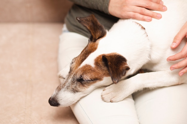 Free Photo | Cute dog sitting on lap