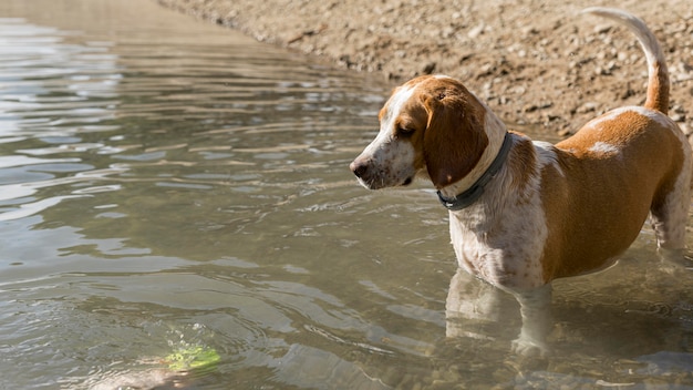 Free Photo | Cute dog standing in the water