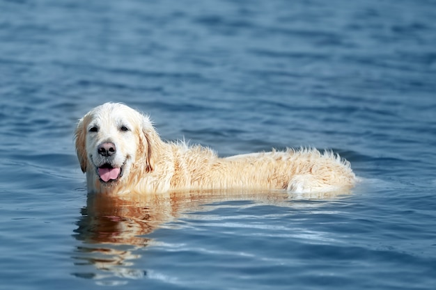 Premium Photo | Cute dog in water