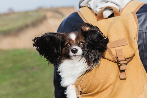 無料の写真 バックパックに座っている大きな風の強い耳のかわいい犬