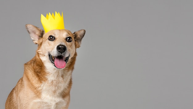 王冠とコピースペースを持つかわいい犬 無料の写真