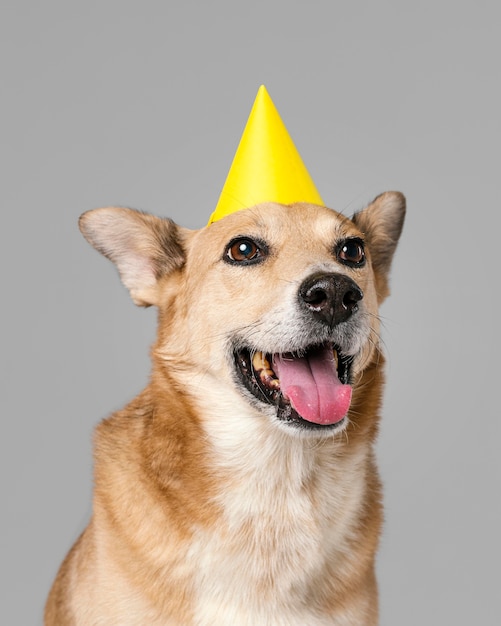 Free Photo | Cute dog with hat smiling
