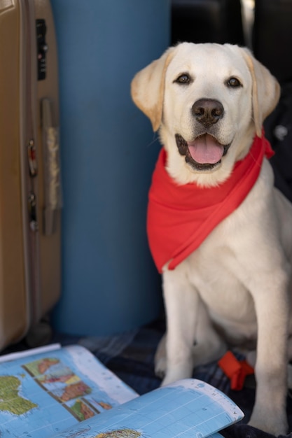 dog red bandana