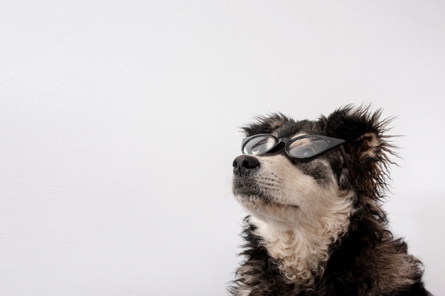Premium Photo | Cute Dog With Sunglasses And Copy-Space