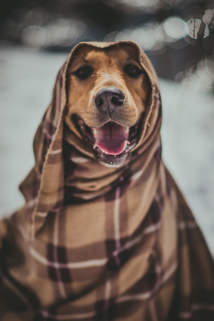 dog wrapped in a blanket