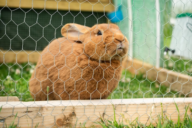 昼間の檻の中のかわいい国産毛皮のようなウサギ 無料の写真