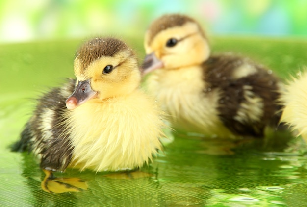 Premium Photo | Cute ducklings swimming on blurred greenery