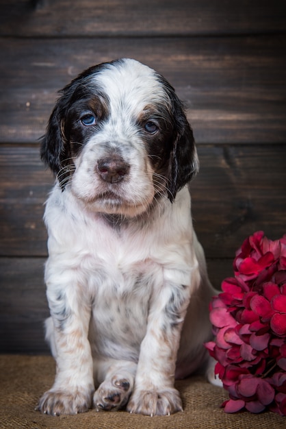 かわいいイングリッシュセッターの子犬犬 プレミアム写真