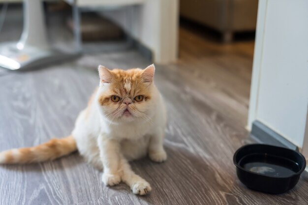 Cute Exotic Shorthair Cat In House Premium Photo