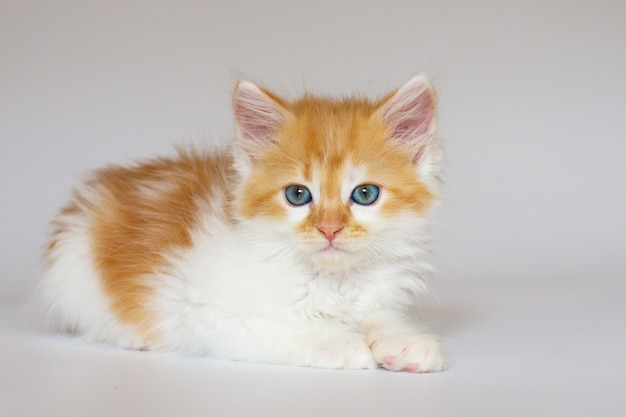 プレミアム写真 かわいいふわふわ生姜と白い背景に青い目をした白い子猫