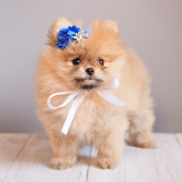 cute fluffy pomeranian puppies