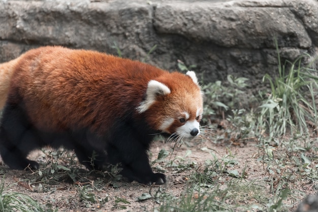 giant fluffy panda