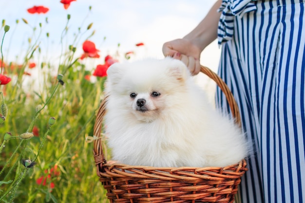 Premium Photo A Cute Fluffy White Pomeranian Dog Sitting In A Basket In A Poppy Field