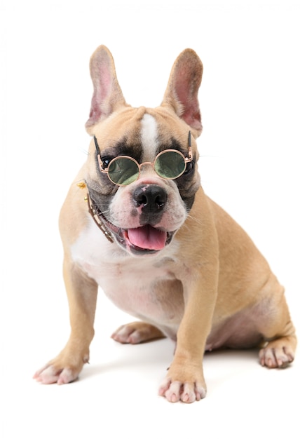 Premium Photo Cute french bulldog wear glasses and
